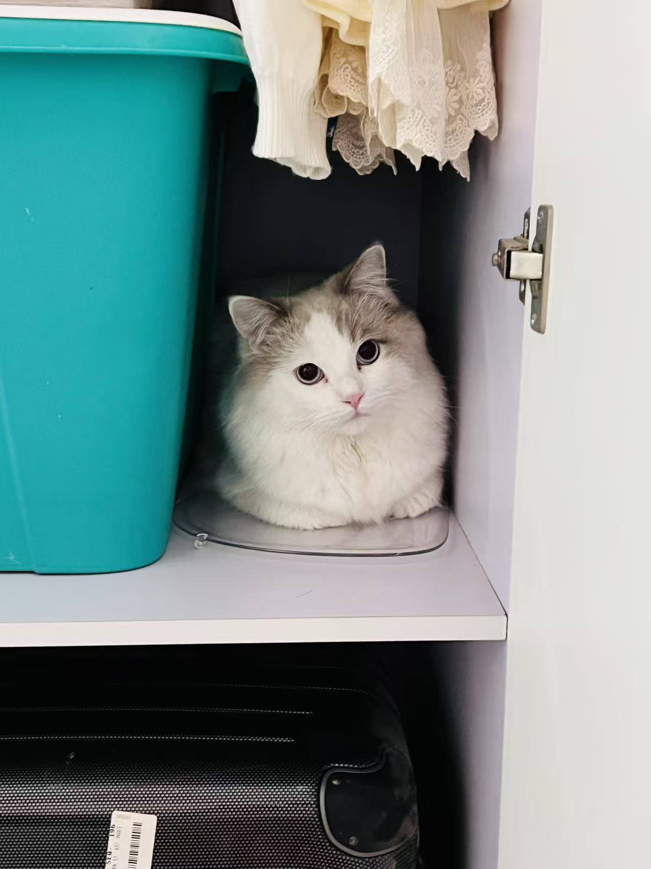 小猫伙伴