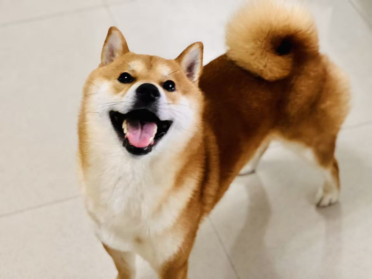 小狗伙伴